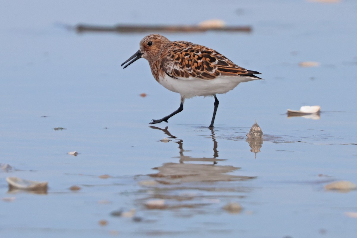 Bécasseau sanderling - ML619696138