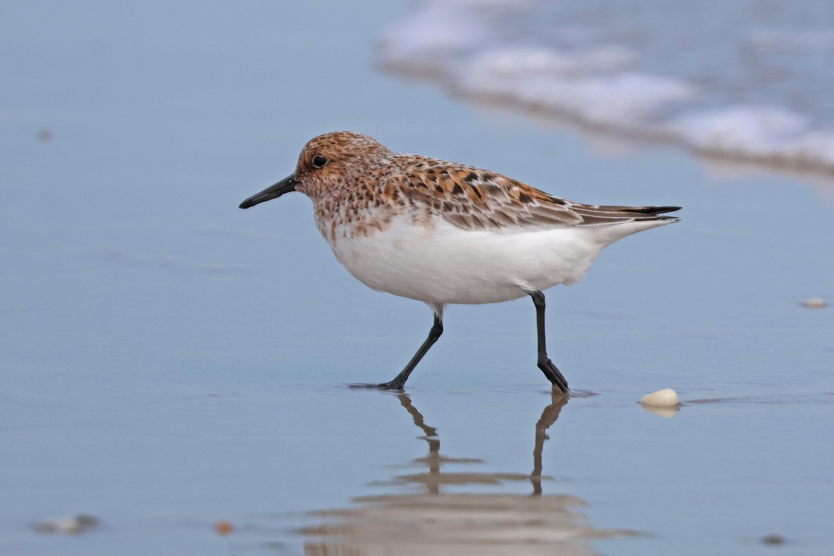 Bécasseau sanderling - ML619696139