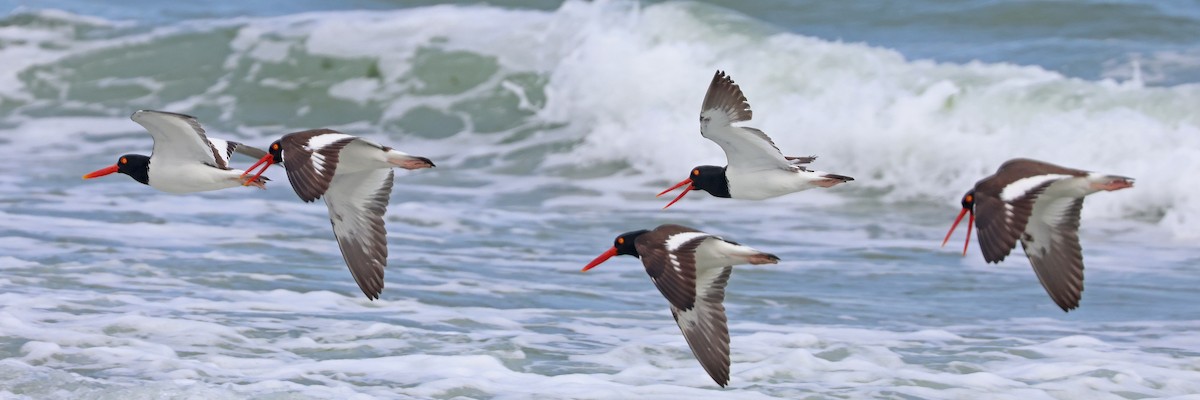 American Oystercatcher - ML619696146