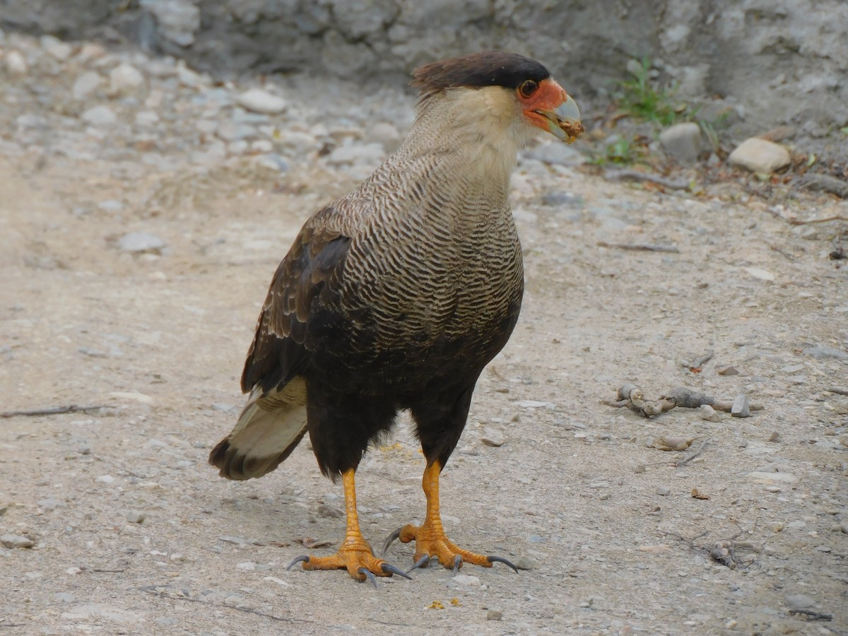 Crested Caracara - ML619696151