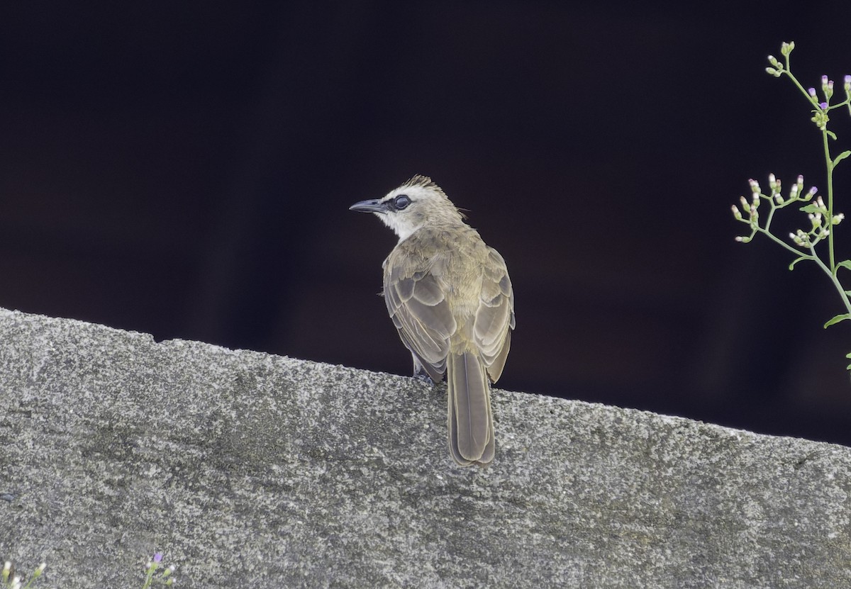 Yellow-vented Bulbul - ML619696153