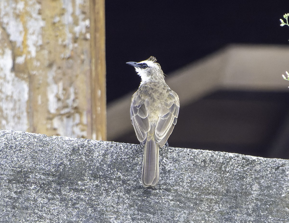 Yellow-vented Bulbul - ML619696154