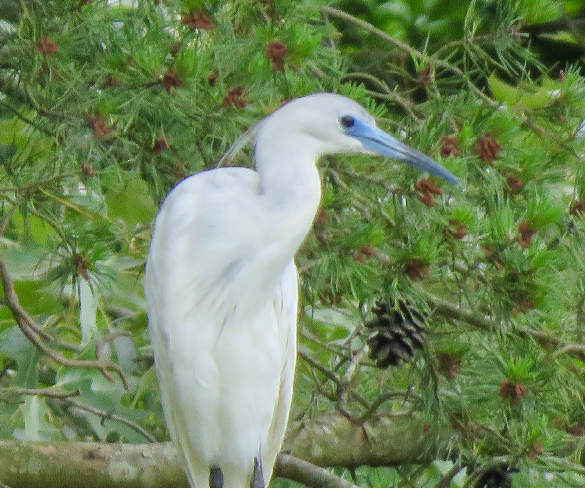 Aigrette bleue - ML619696156