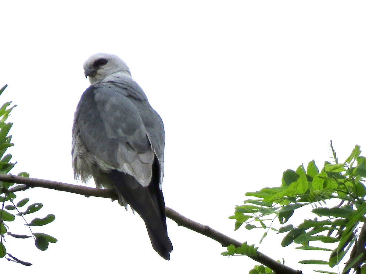 Mississippi Kite - ML619696190