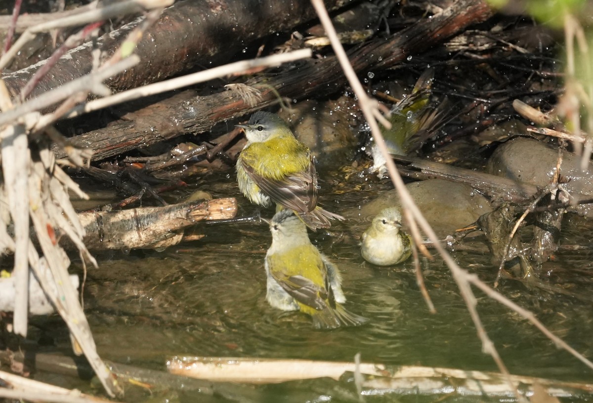 Tennessee Warbler - ML619696199