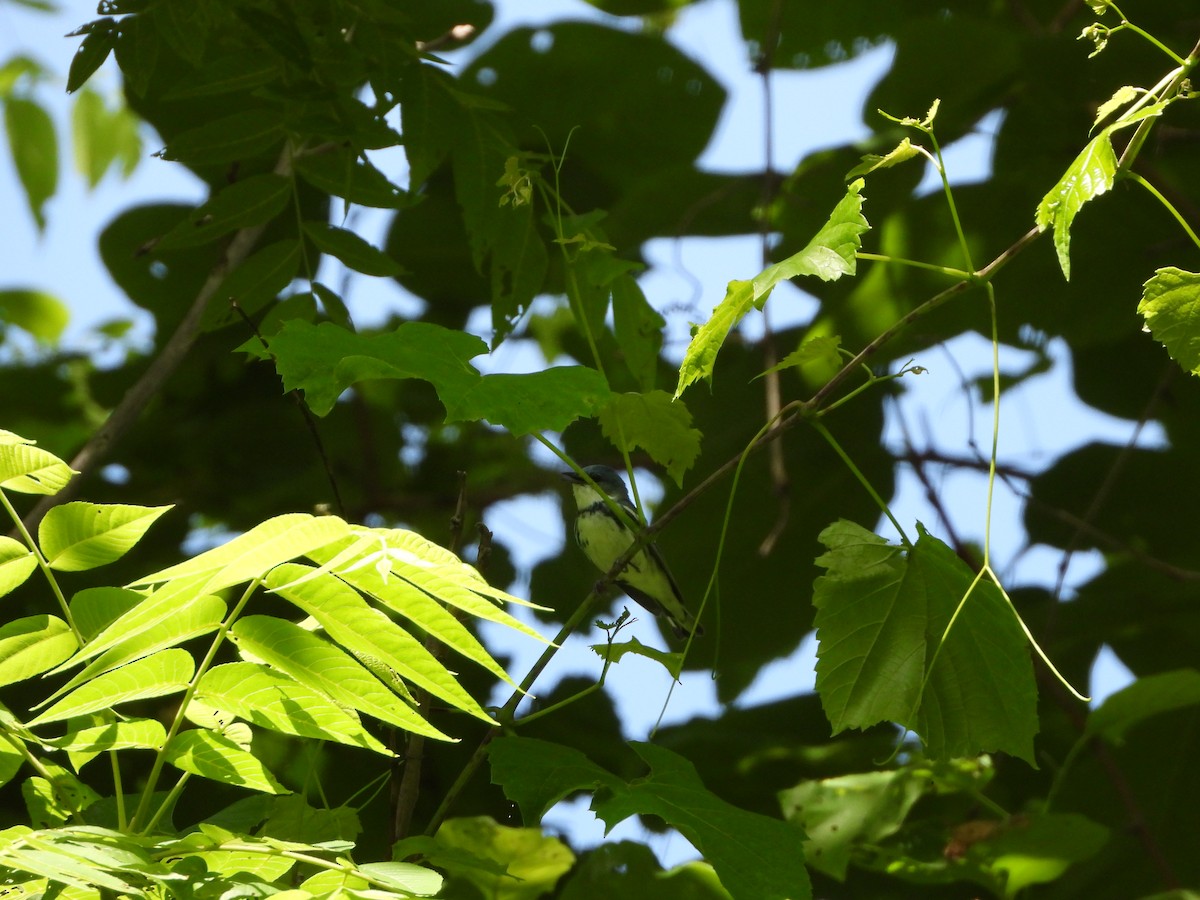 Cerulean Warbler - ML619696227