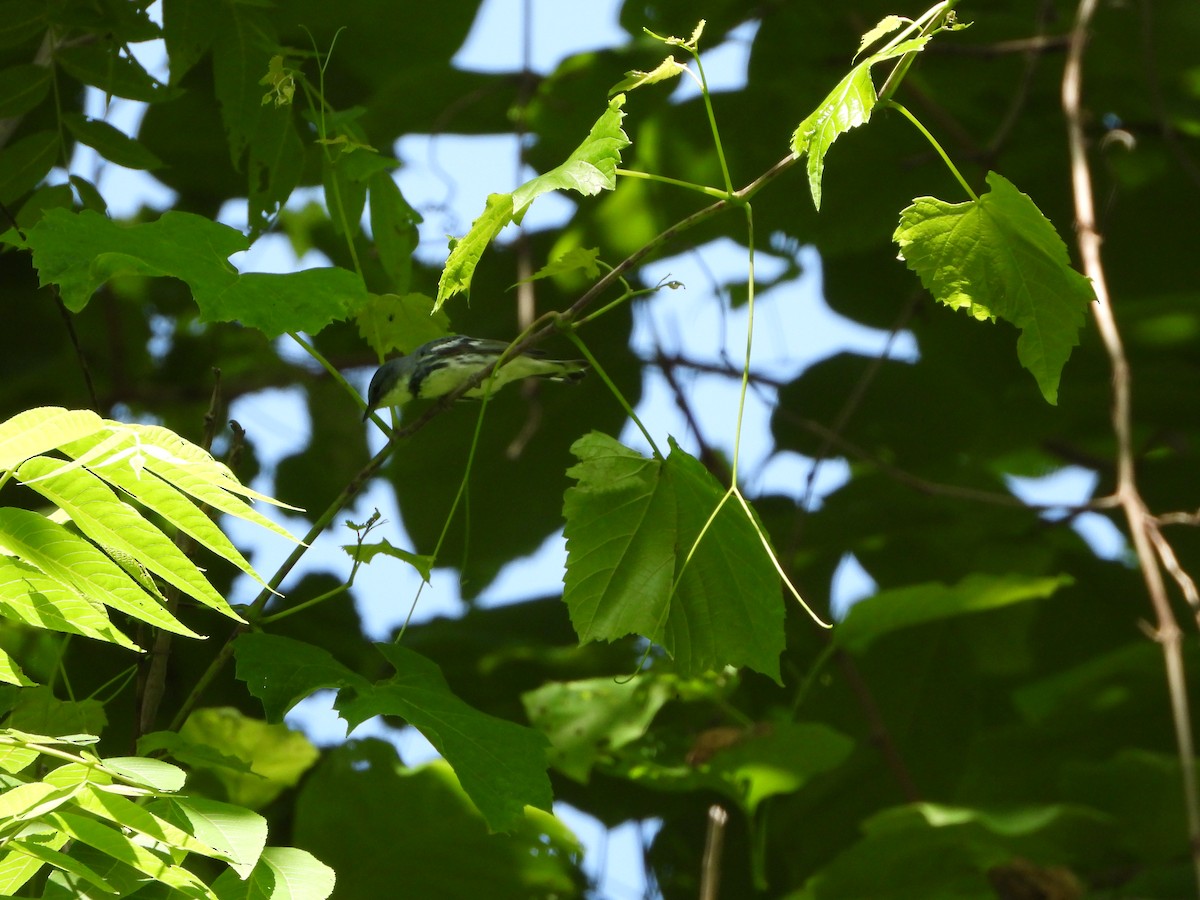 Cerulean Warbler - ML619696229