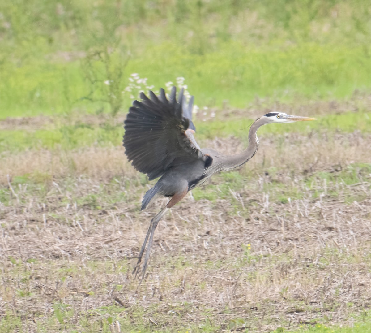 Great Blue Heron - ML619696236