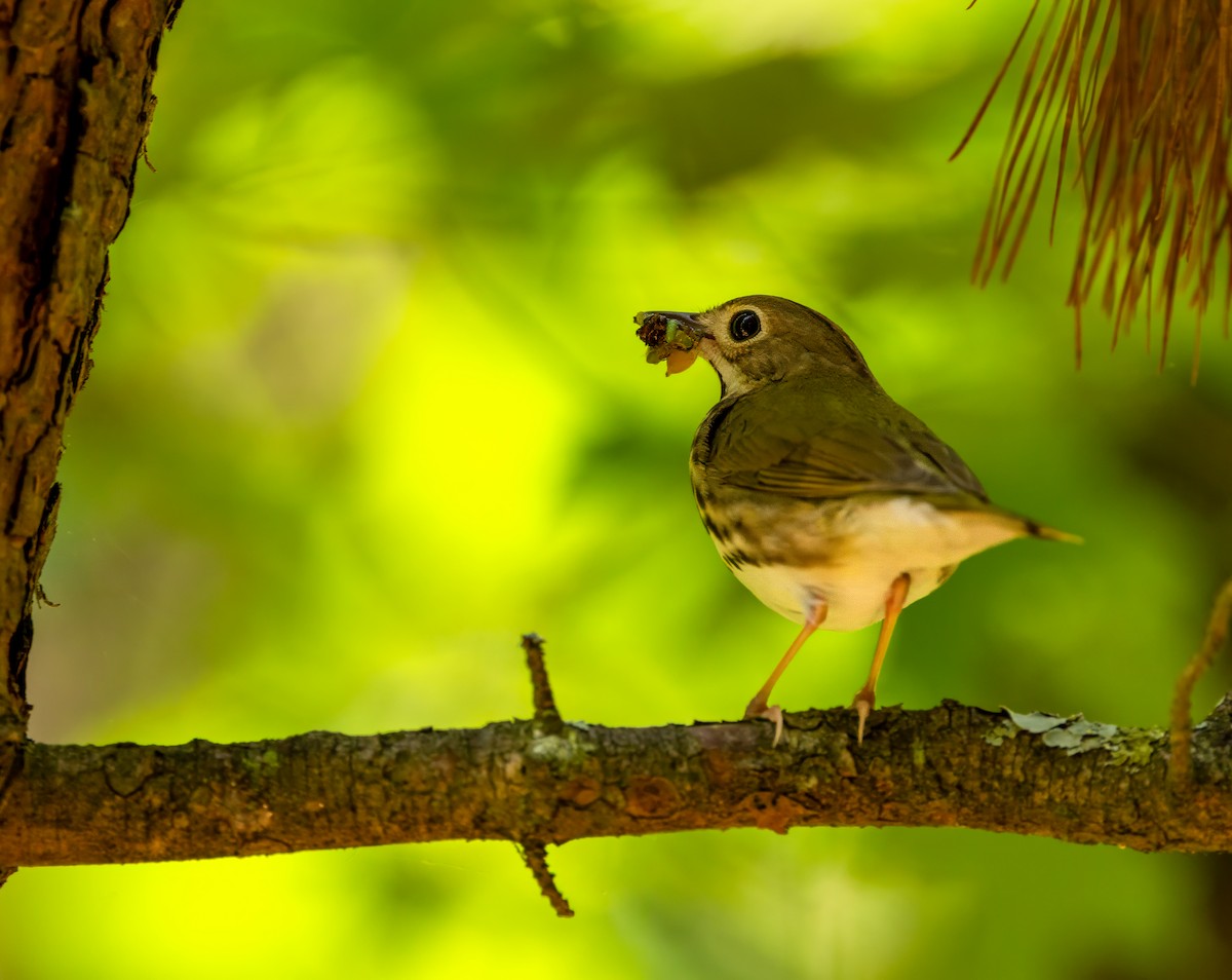 Ovenbird - ML619696240