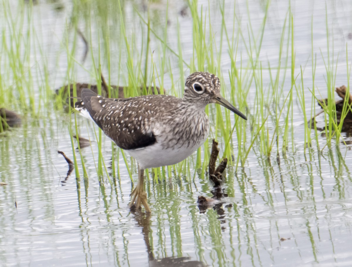 Solitary Sandpiper - ML619696241