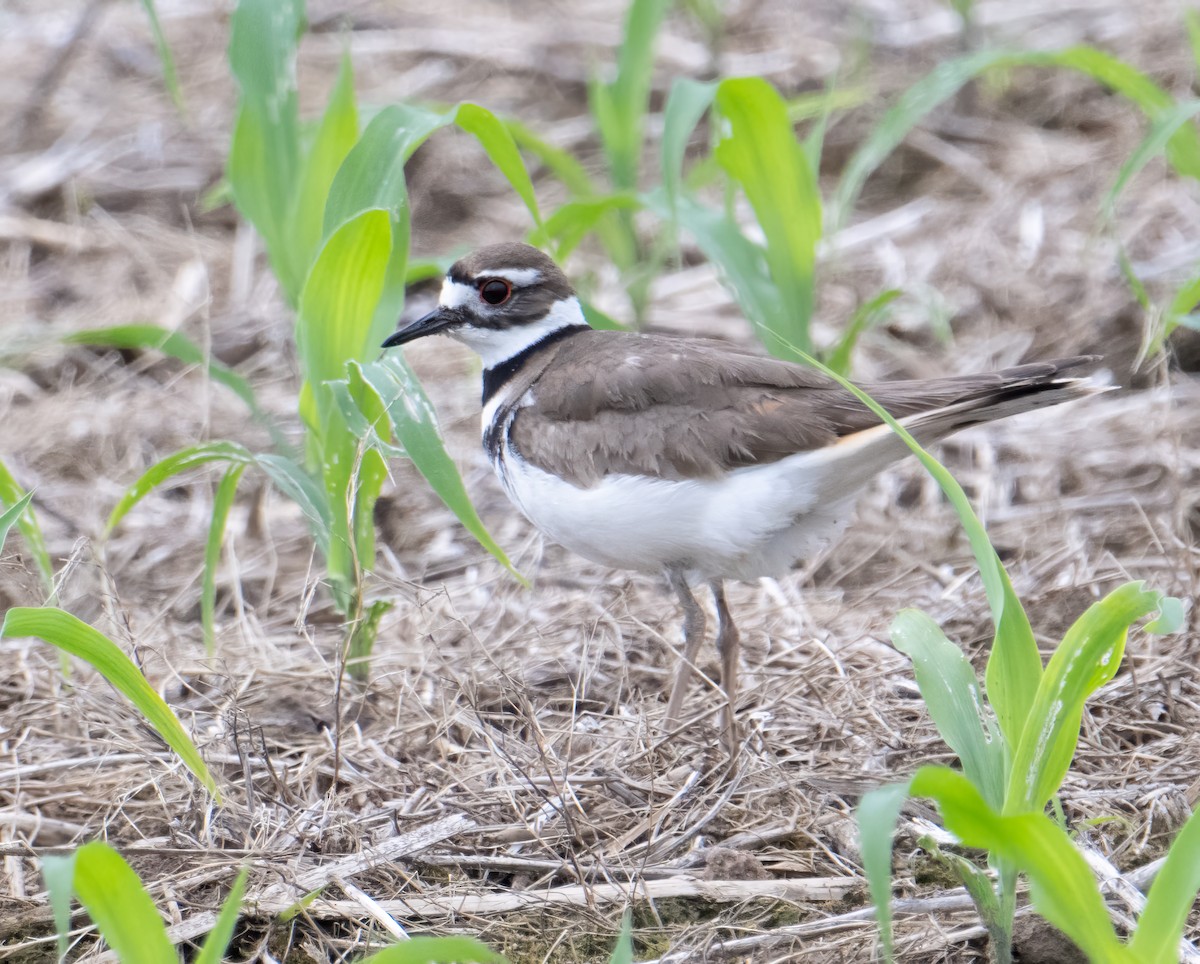 Killdeer - ML619696245