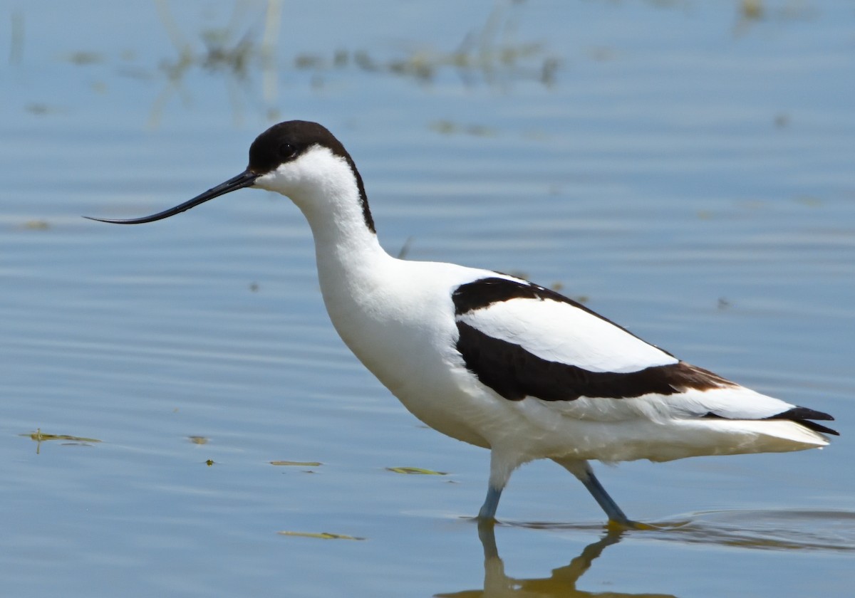 Pied Avocet - ML619696273