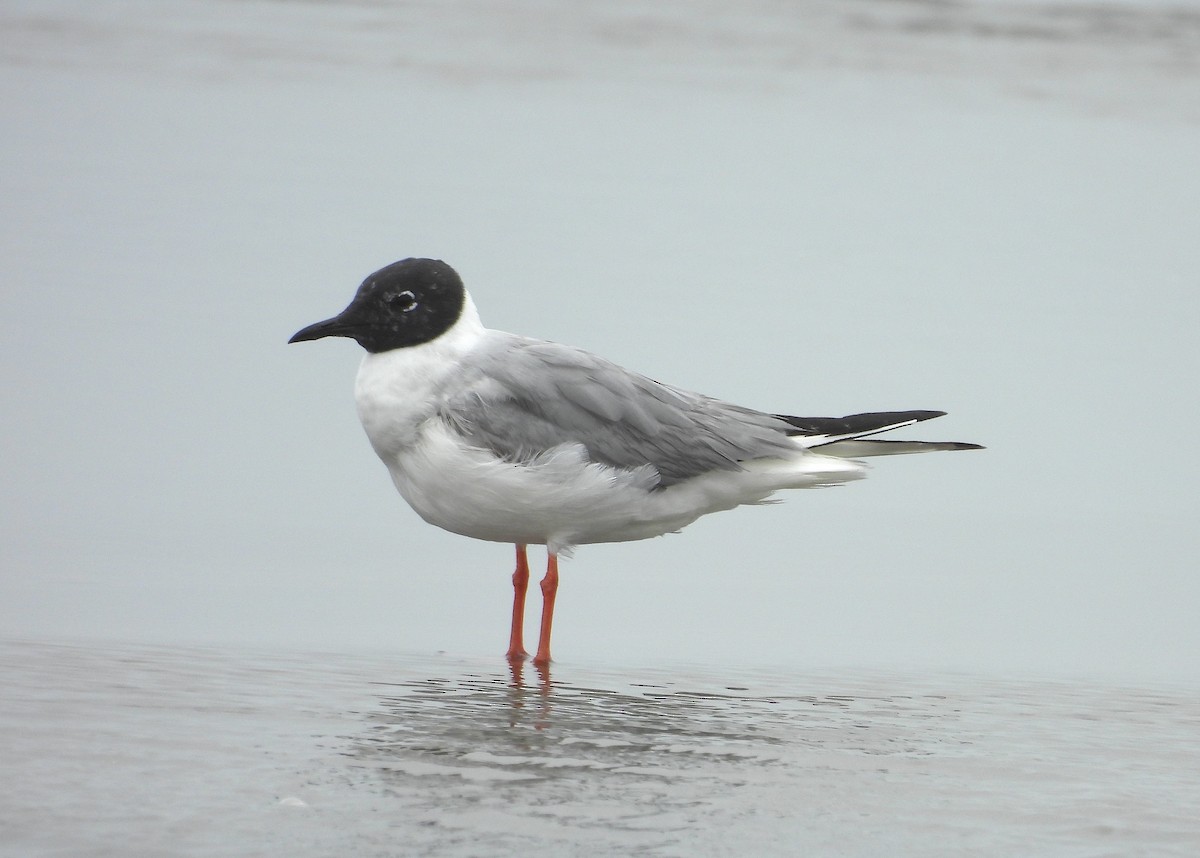 Bonaparte's Gull - ML619696278