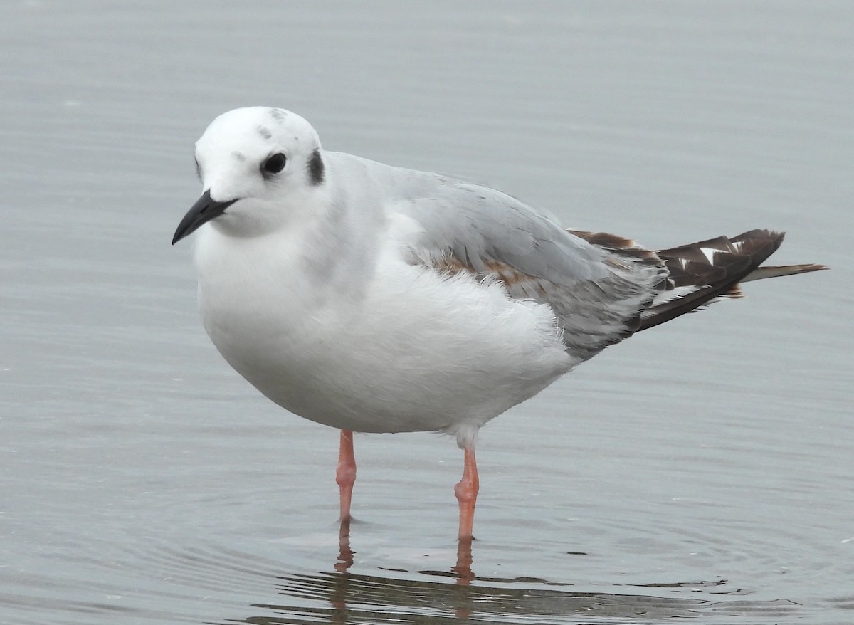 Bonaparte's Gull - ML619696296