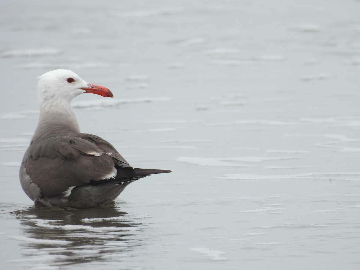 Heermann's Gull - ML619696312