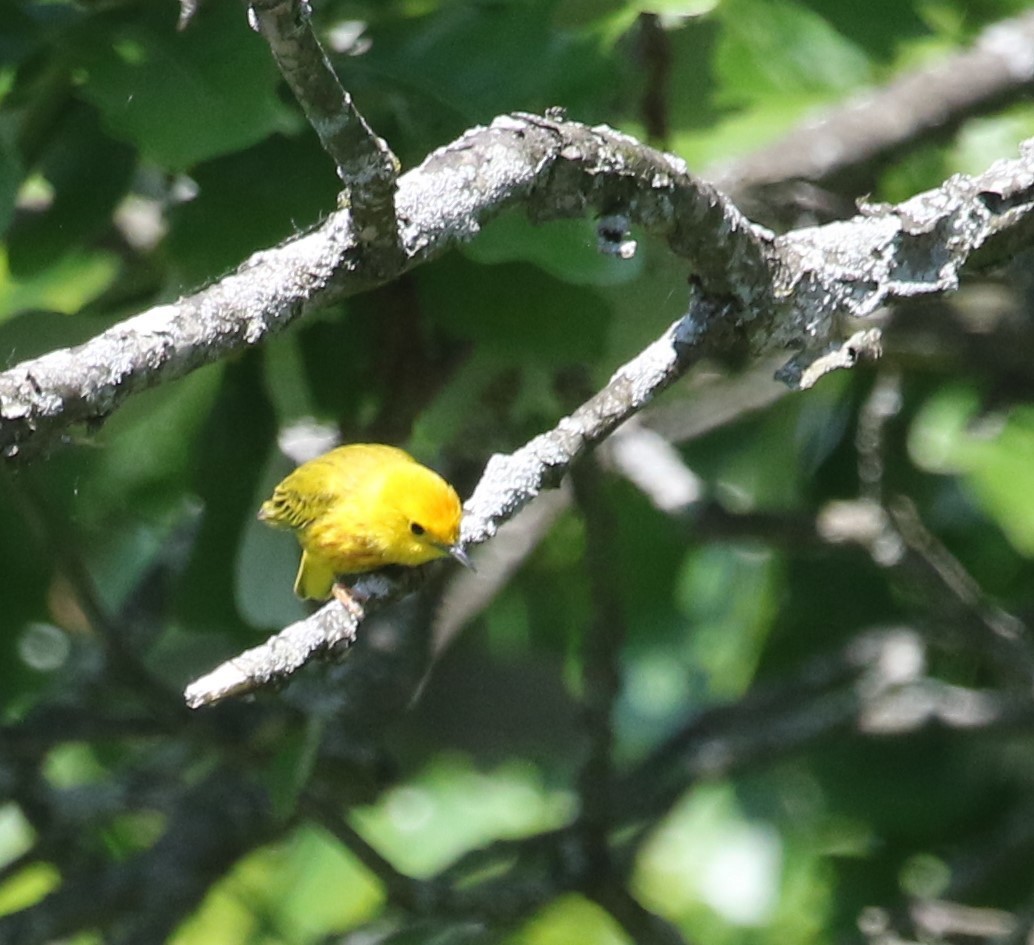 Yellow Warbler - ML619696325