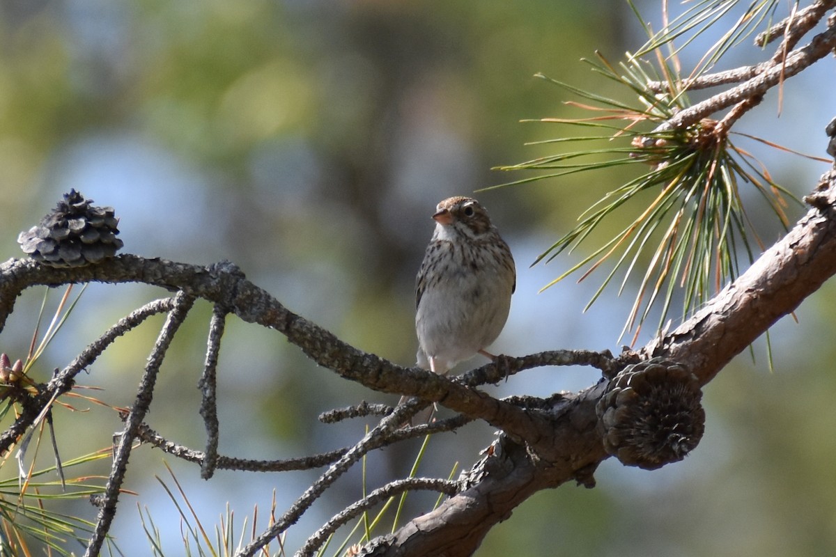 Vesper Sparrow - Travis Pryor