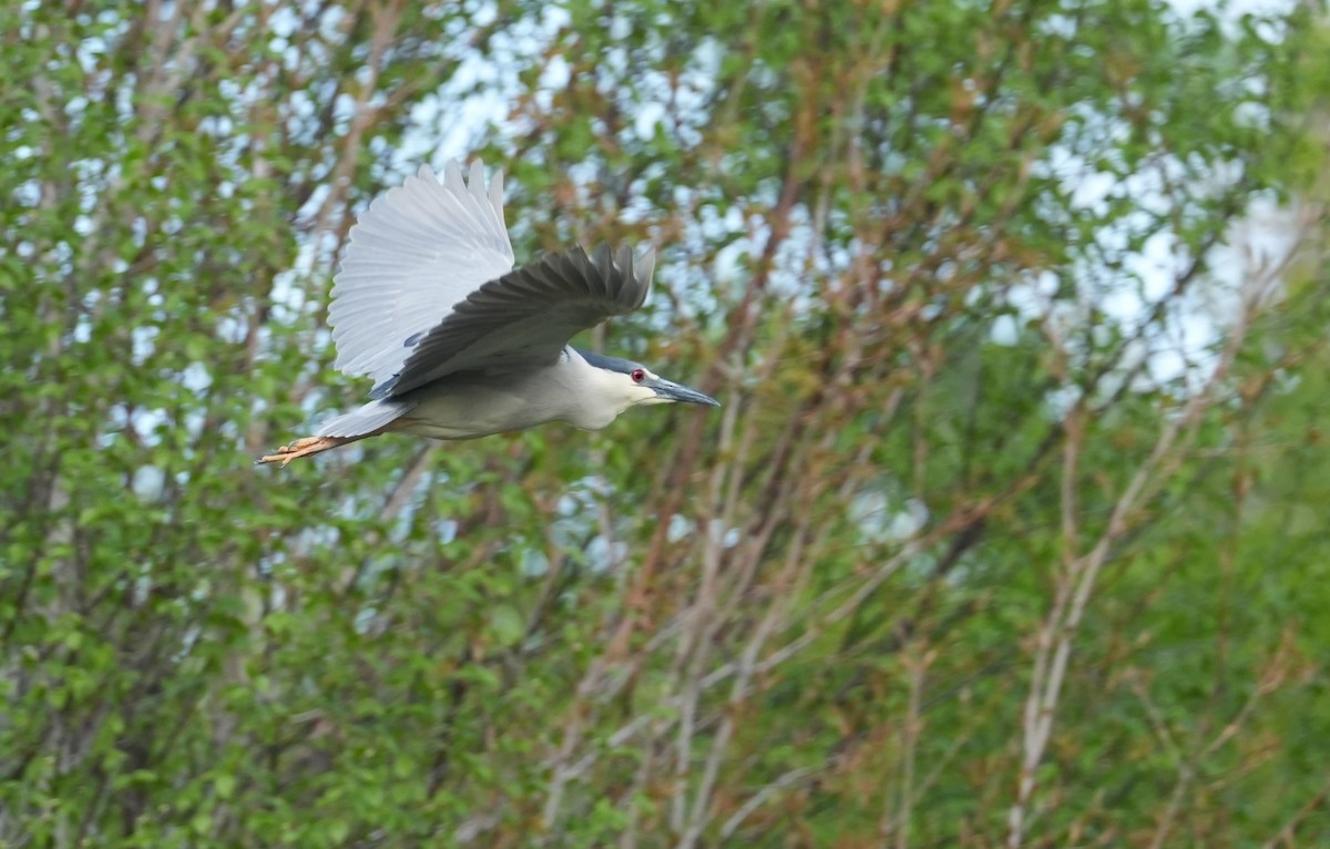 Black-crowned Night Heron - ML619696329