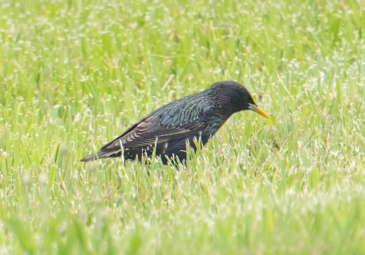 European Starling - ML619696350