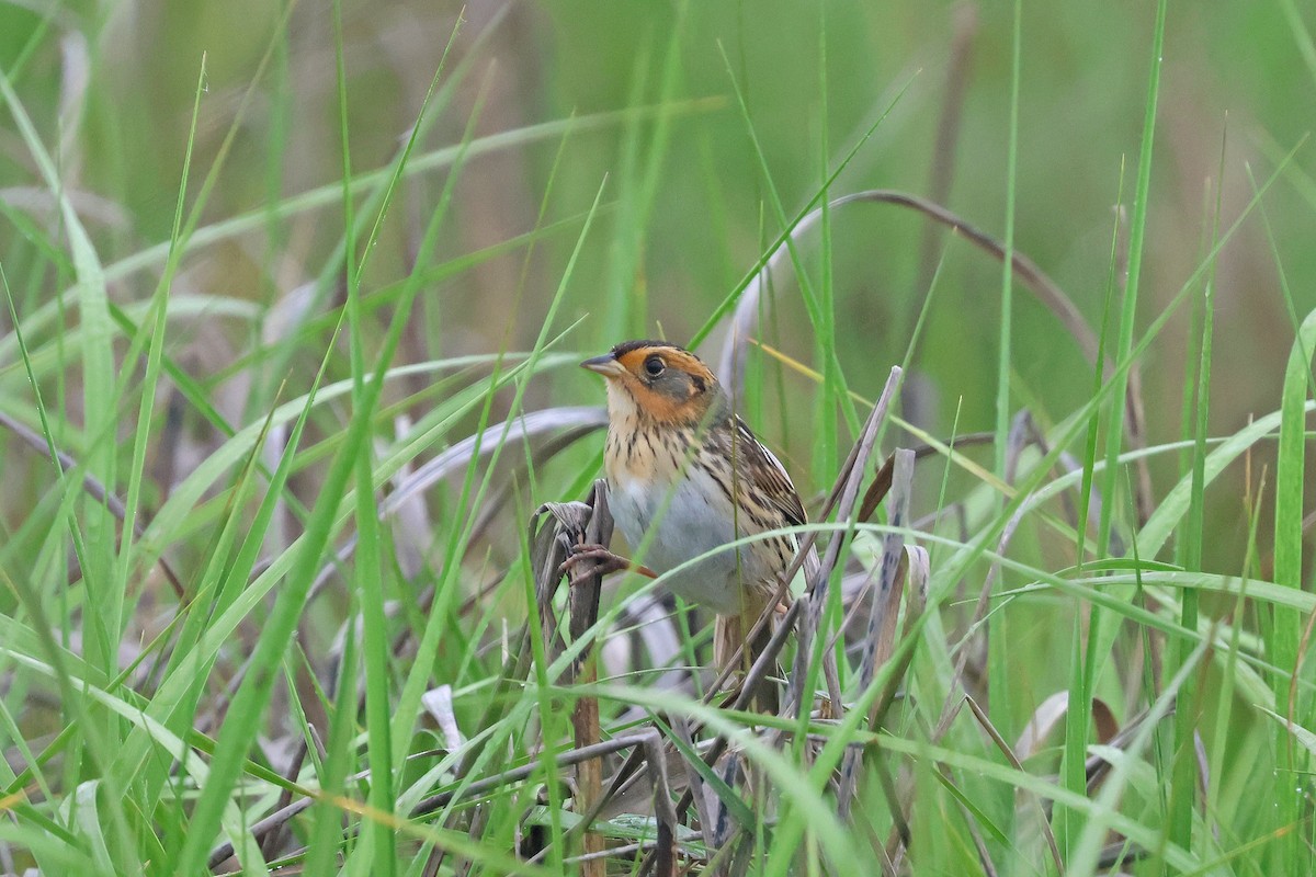 Saltmarsh Sparrow - ML619696386