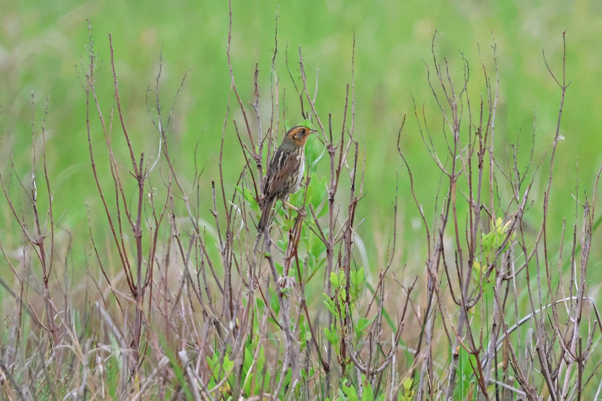 Saltmarsh Sparrow - ML619696388