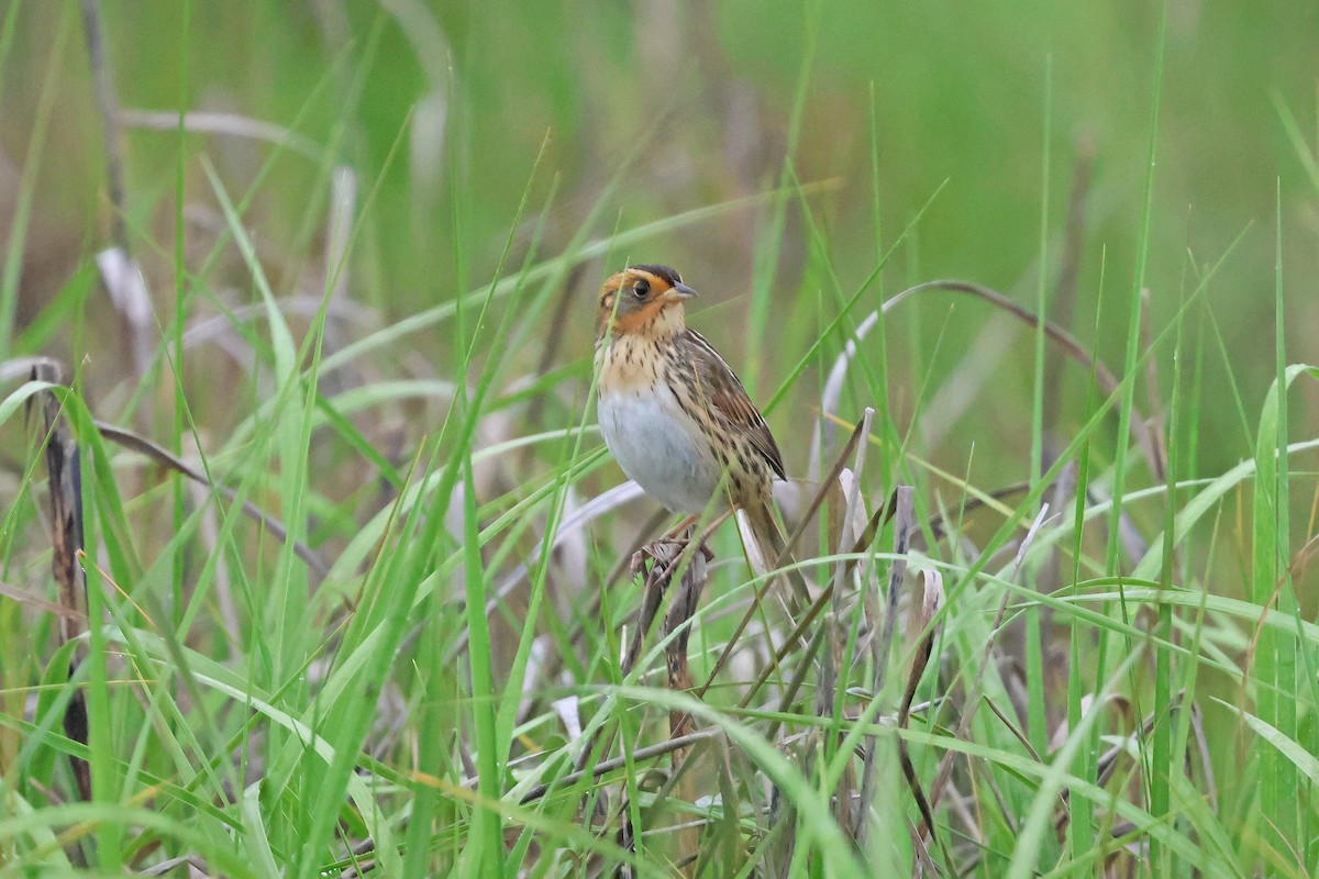 Saltmarsh Sparrow - Corey Finger