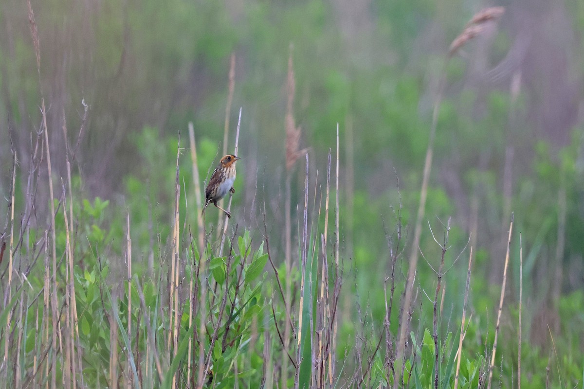 Saltmarsh Sparrow - ML619696390