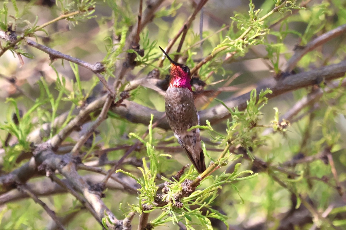 Anna's Hummingbird - ML619696396