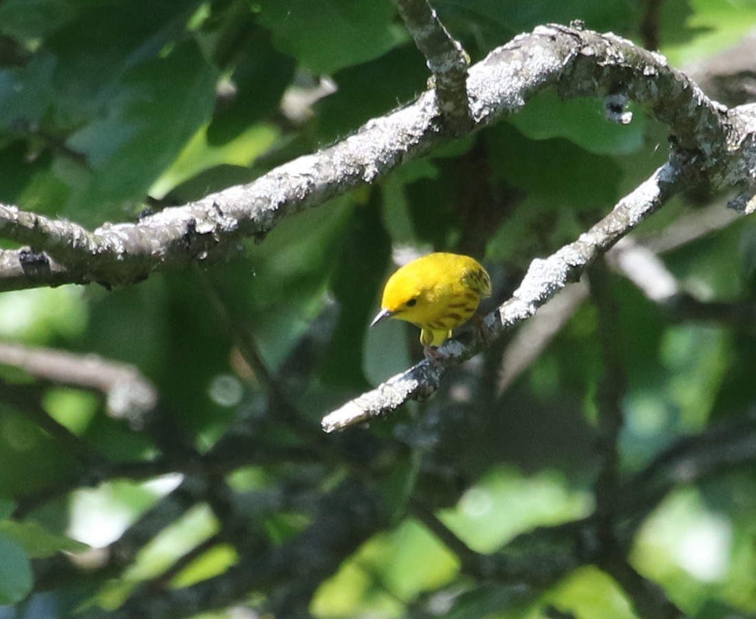 Yellow Warbler - ML619696404