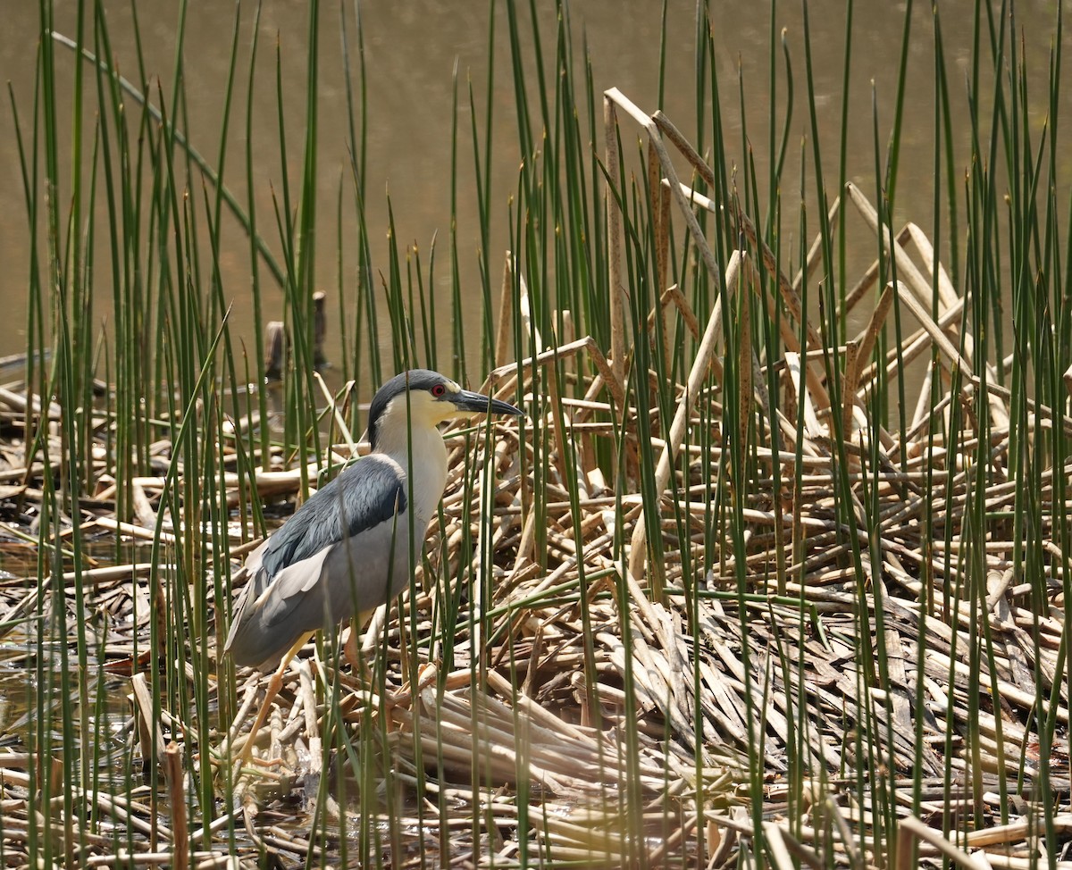 Black-crowned Night Heron - ML619696405