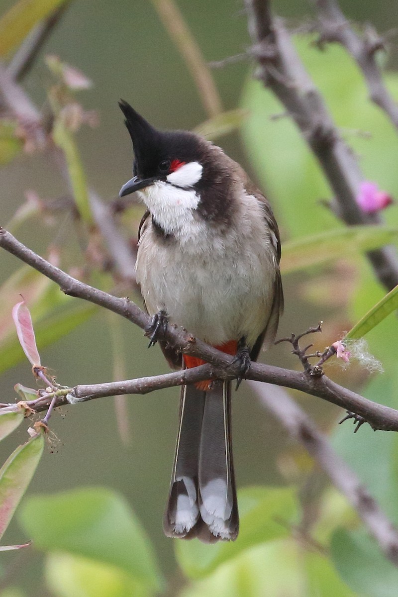 Red-whiskered Bulbul - ML619696433