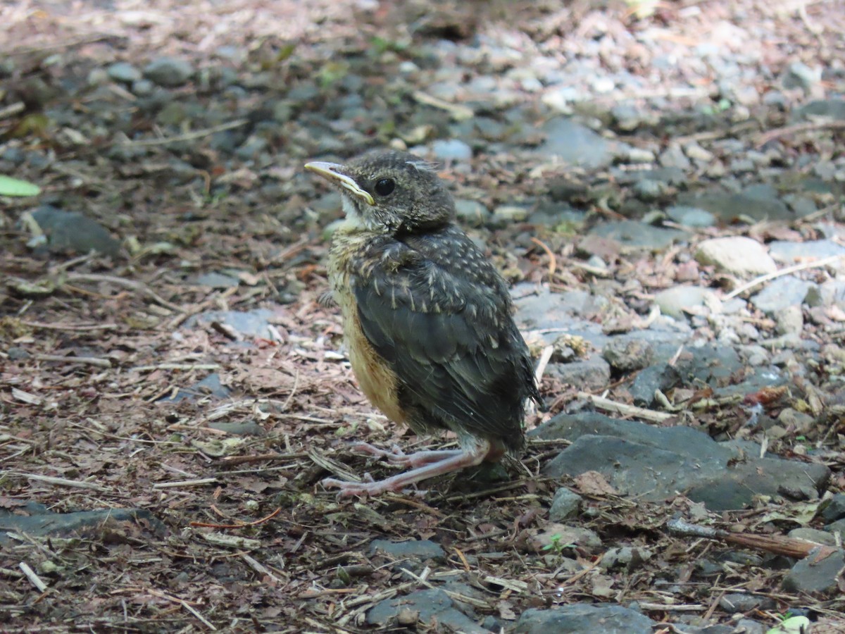 Zozo papargorria - ML619696437