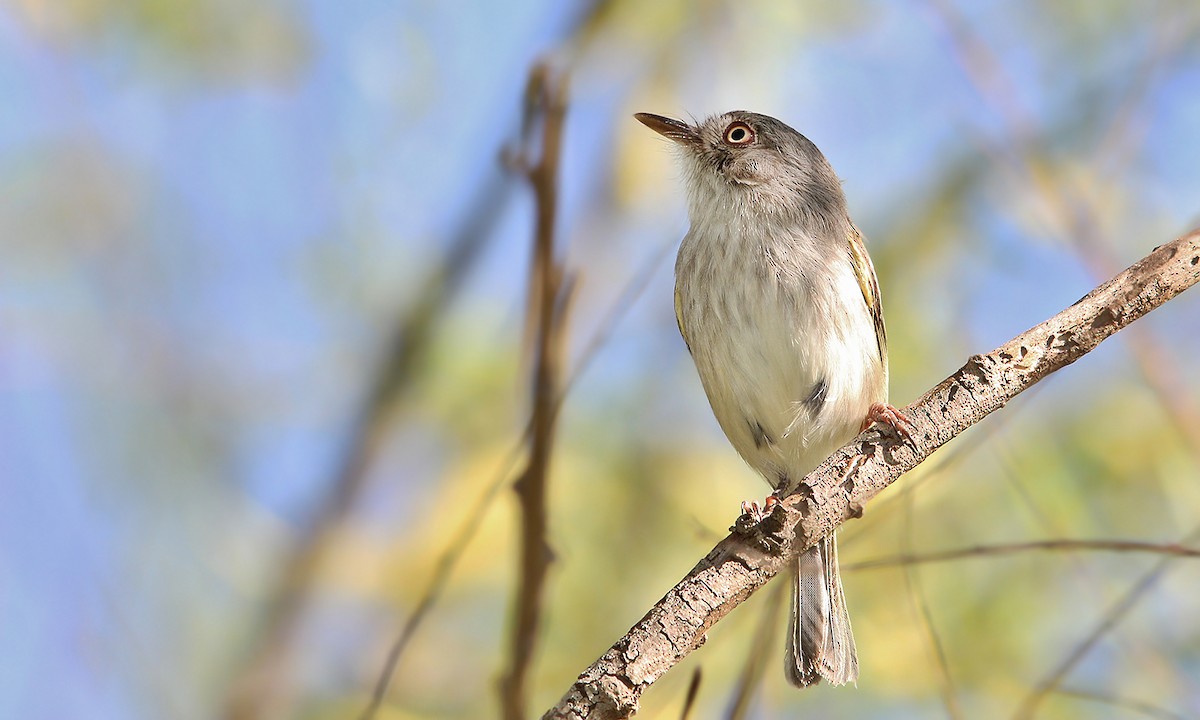 Pearly-vented Tody-Tyrant - ML619696450