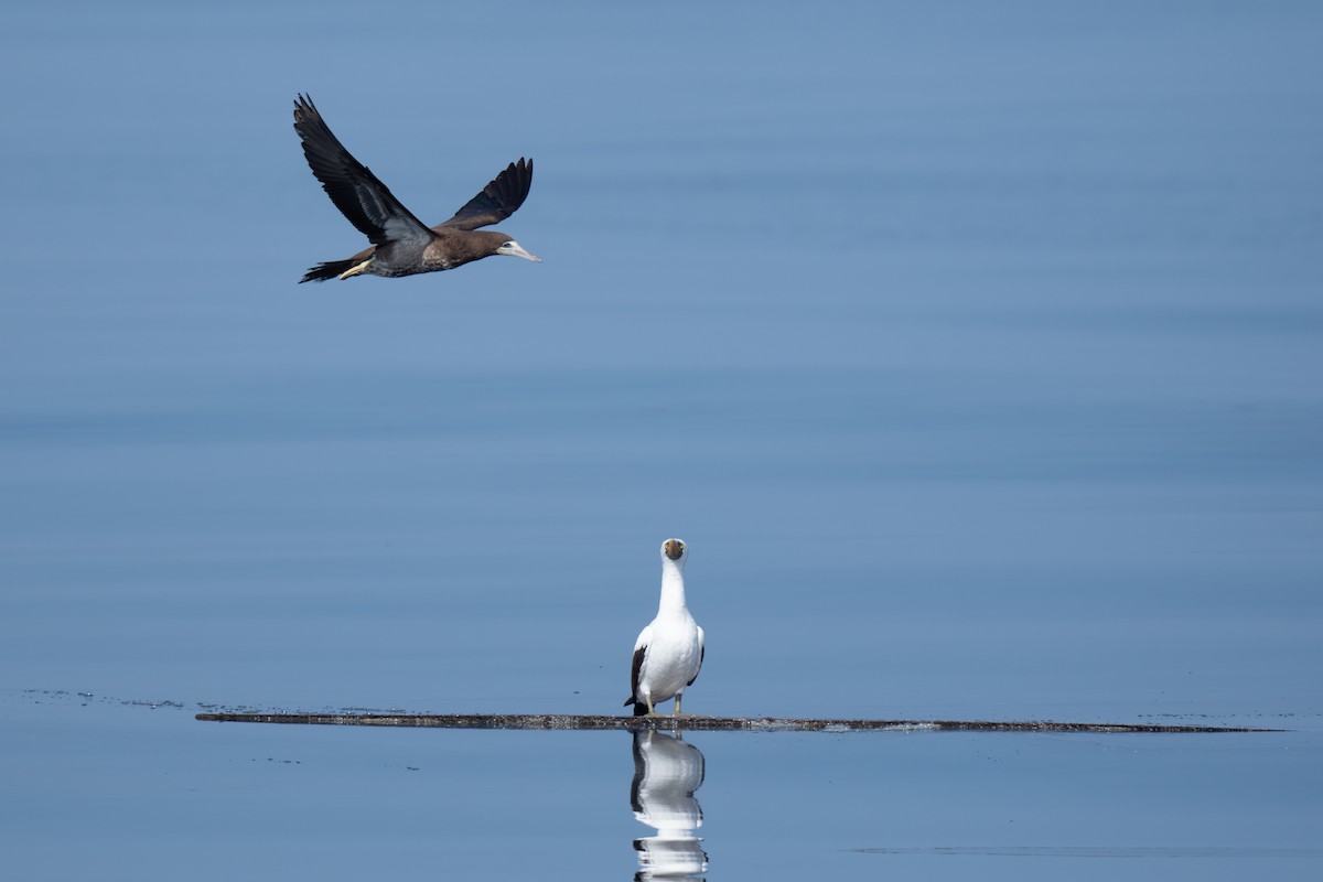 Brown Booby - ML619696515