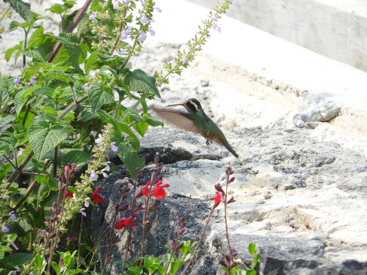 kolibřík bělouchý - ML619696516