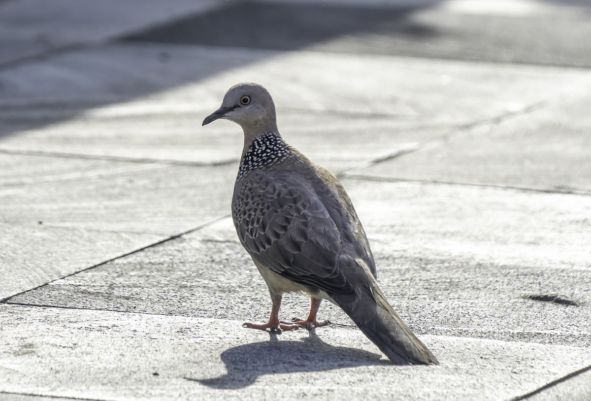 珠頸斑鳩 - ML619696522