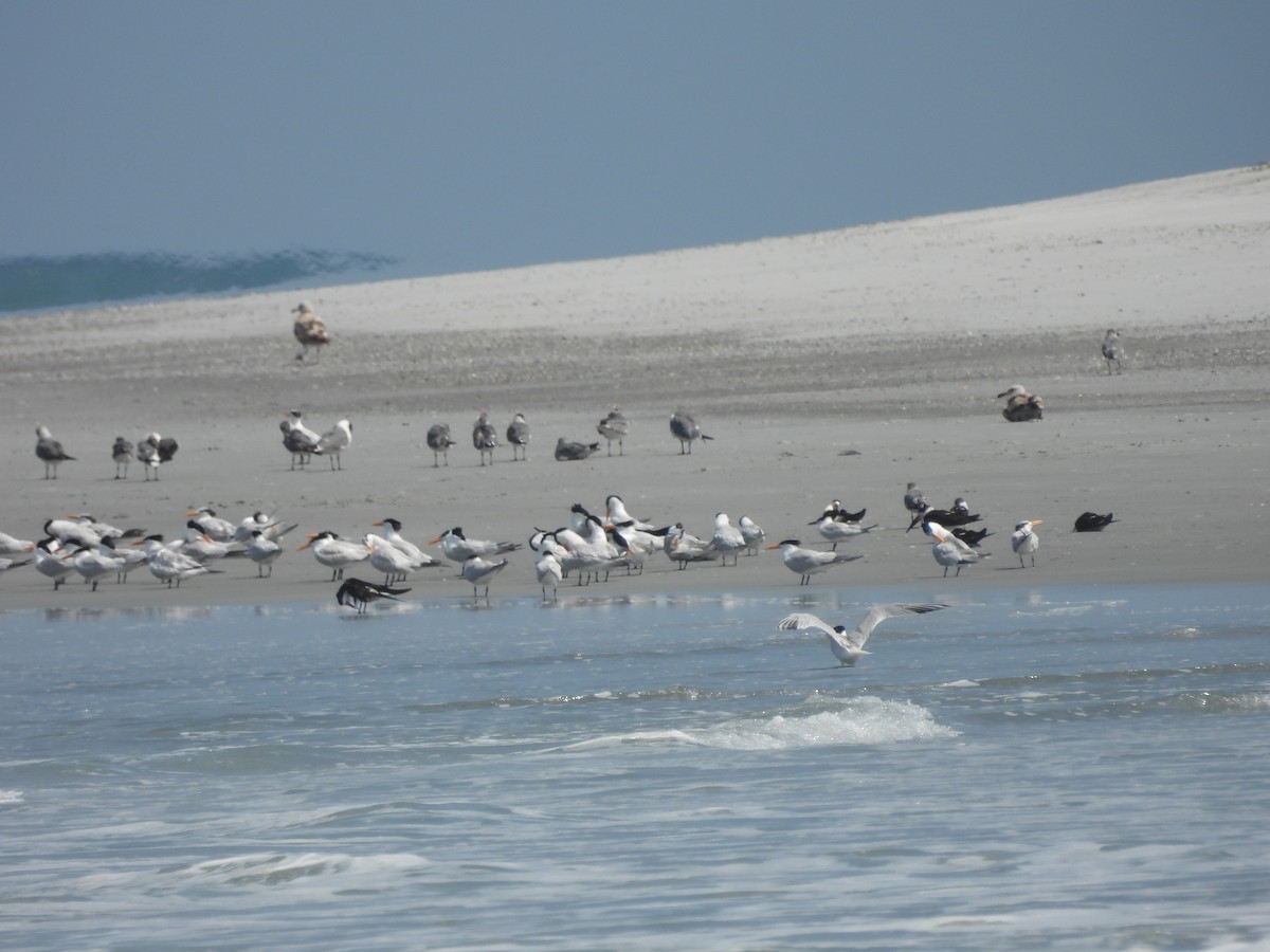 Black Skimmer - ML619696524