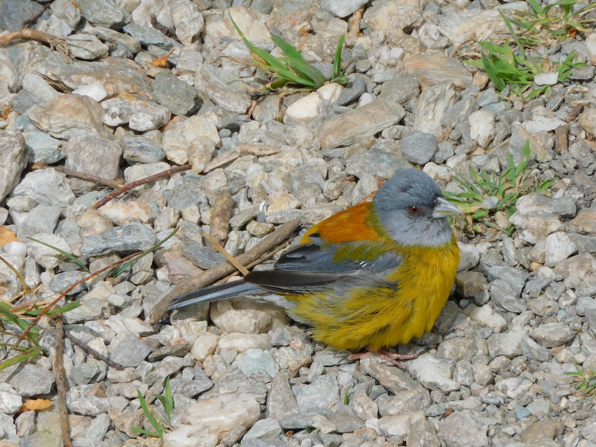 Patagonian Sierra Finch - ML619696541