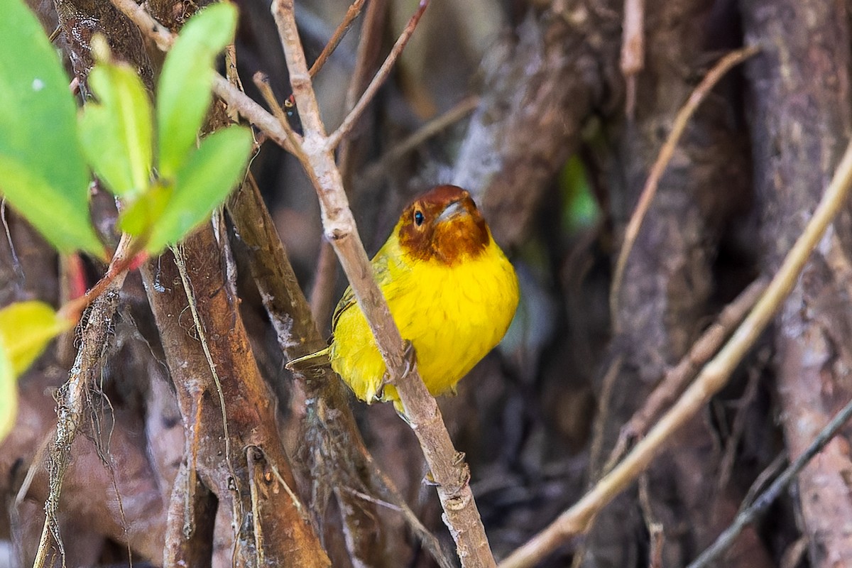 Yellow Warbler (Mangrove) - ML619696545