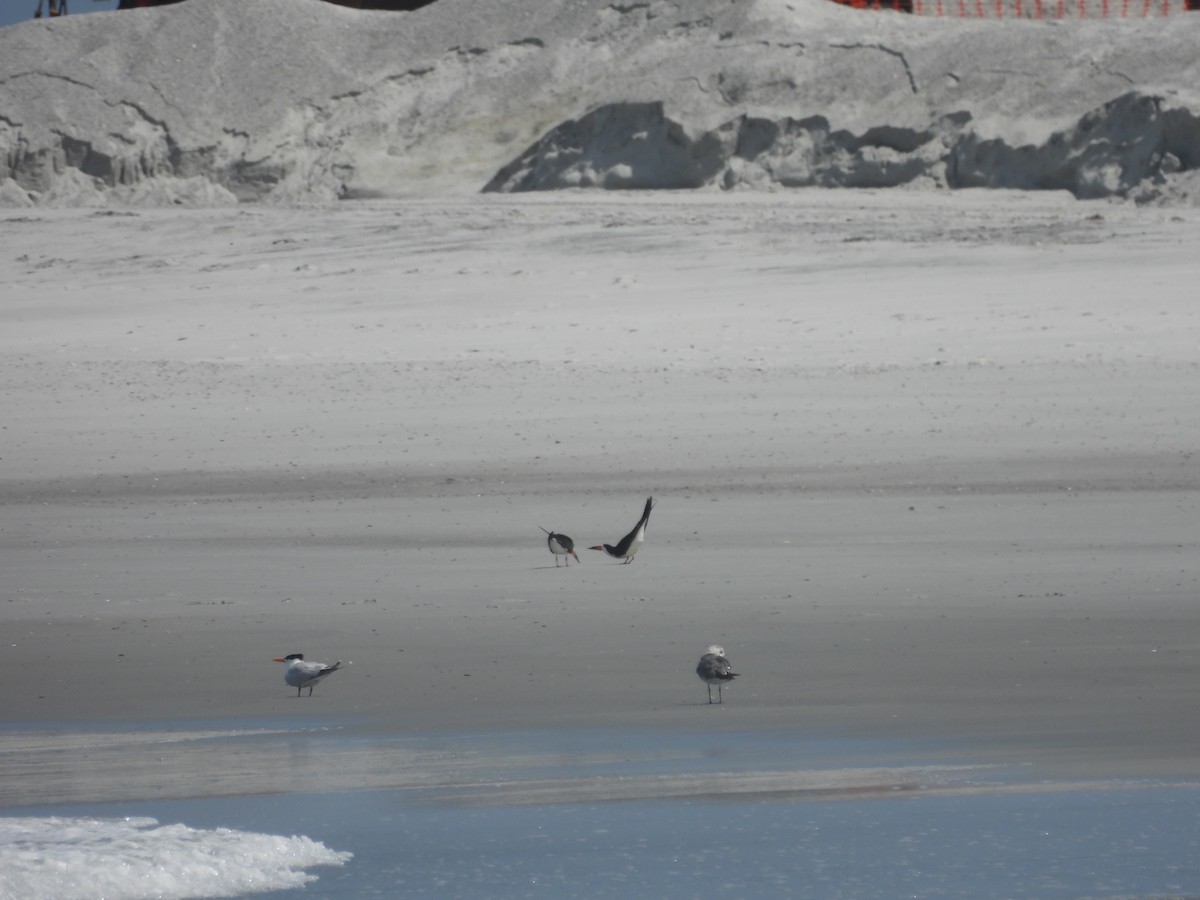 Black Skimmer - Kevin Rohling