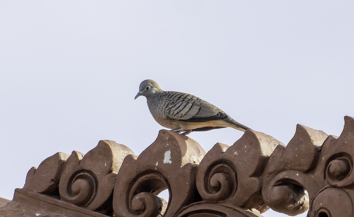 Zebra Dove - ML619696567