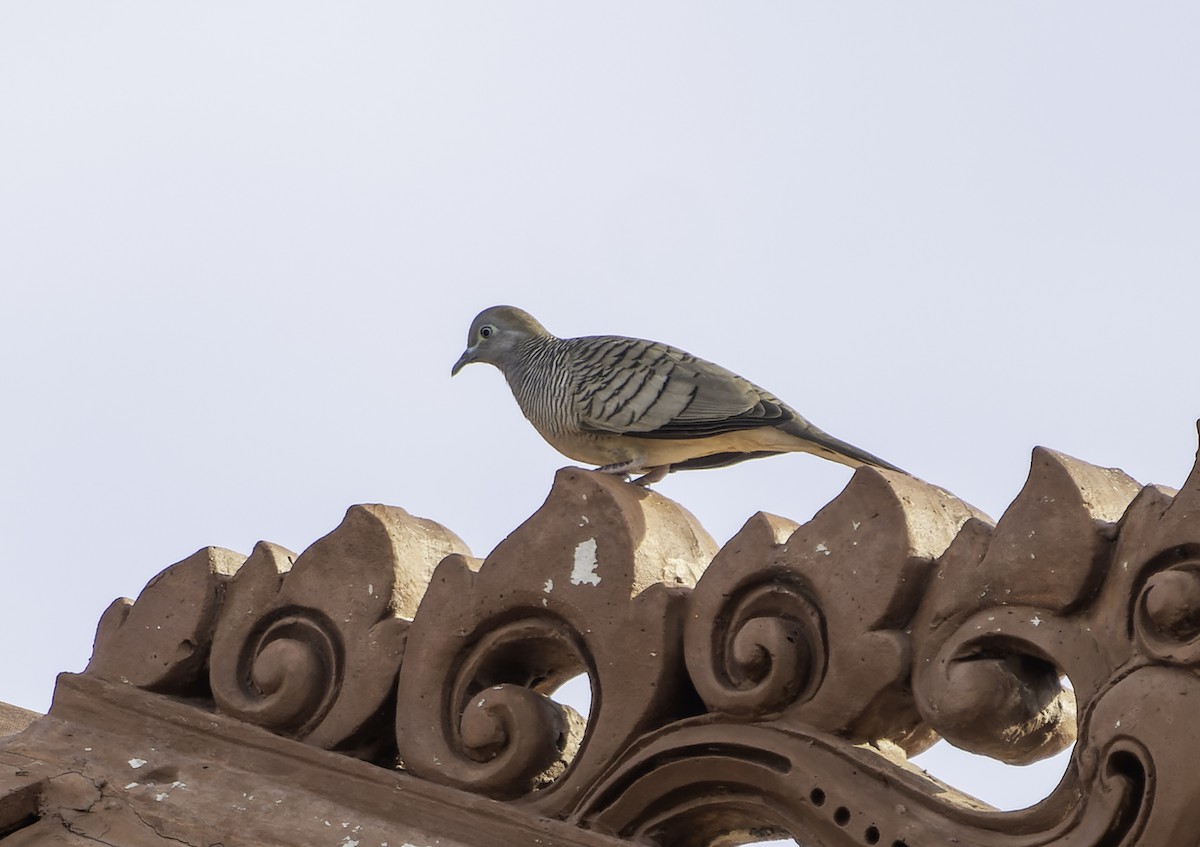 Zebra Dove - ML619696568