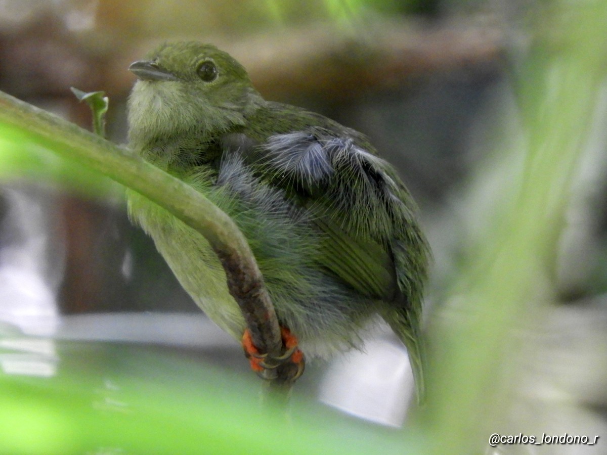 White-bearded Manakin - ML619696573