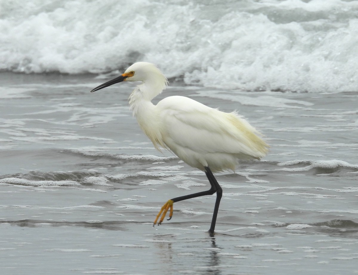 Snowy Egret - ML619696574