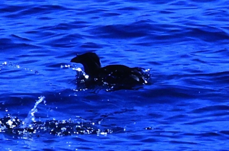 Rhinoceros Auklet - ML619696618