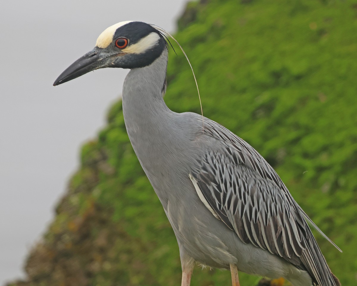 Yellow-crowned Night Heron - ML619696621