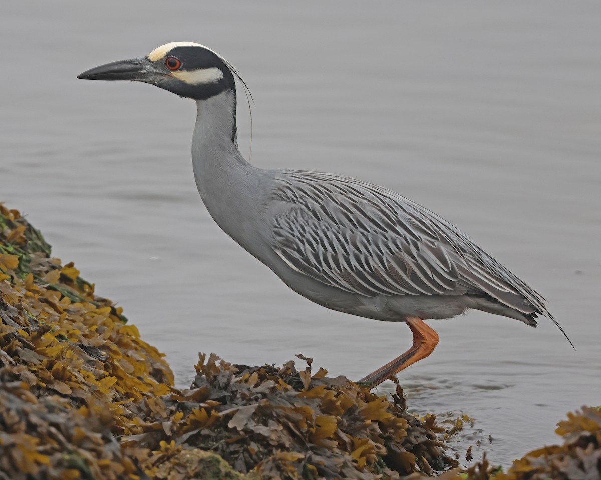 Yellow-crowned Night Heron - ML619696622