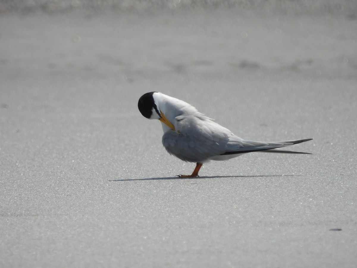 Least Tern - Kevin Rohling