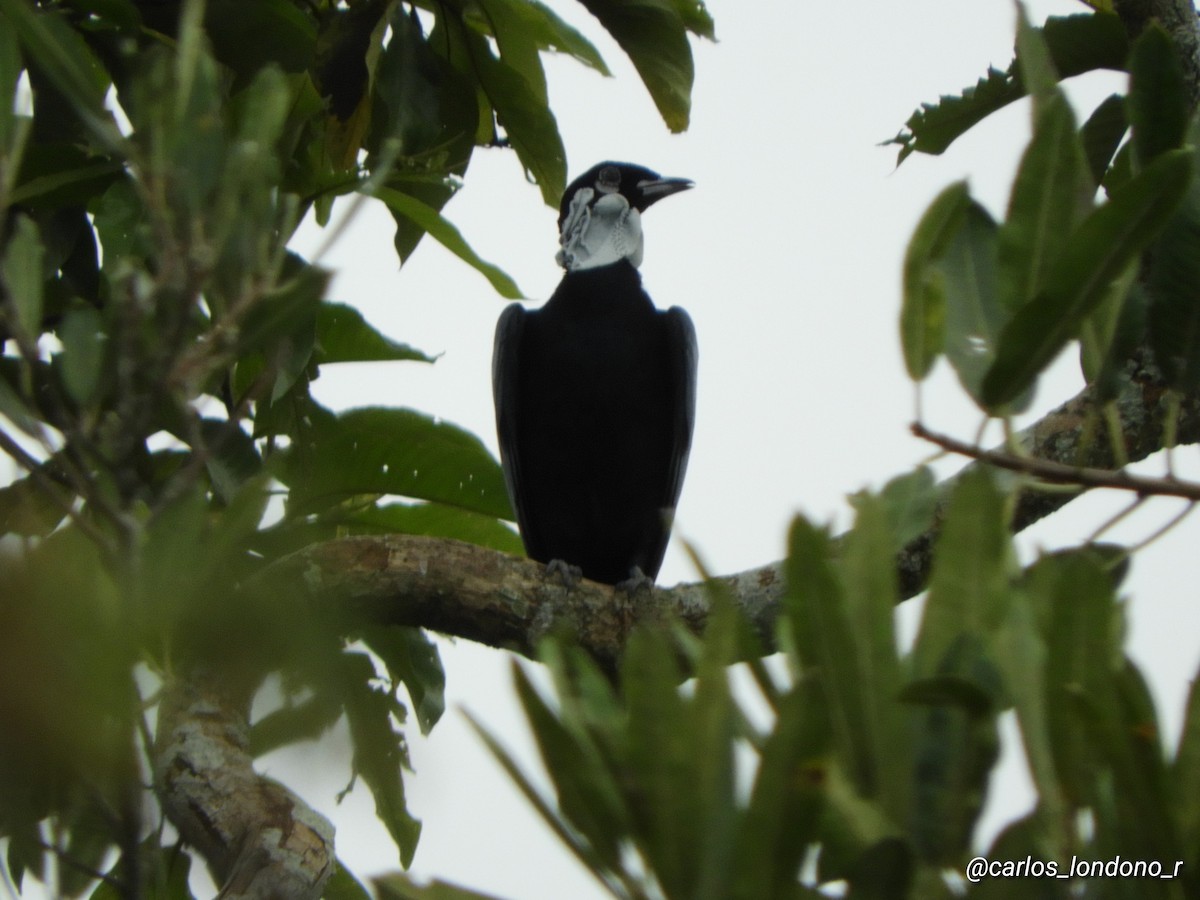 Bare-necked Fruitcrow - ML619696631