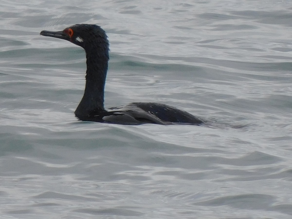 Cormorán Magallánico - ML619696641